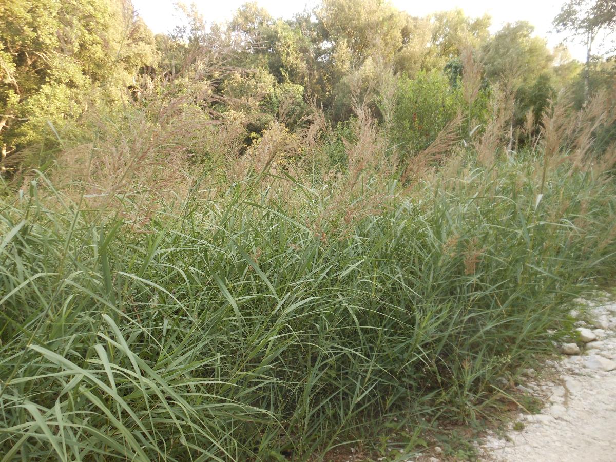 Arundo plinii / Canna del Reno